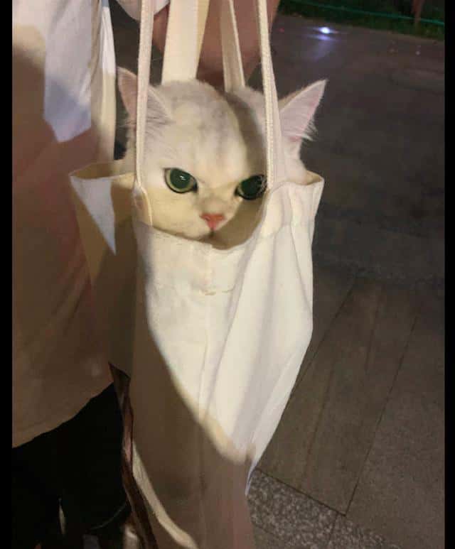 把貓咪裝進帆布袋？  第2張