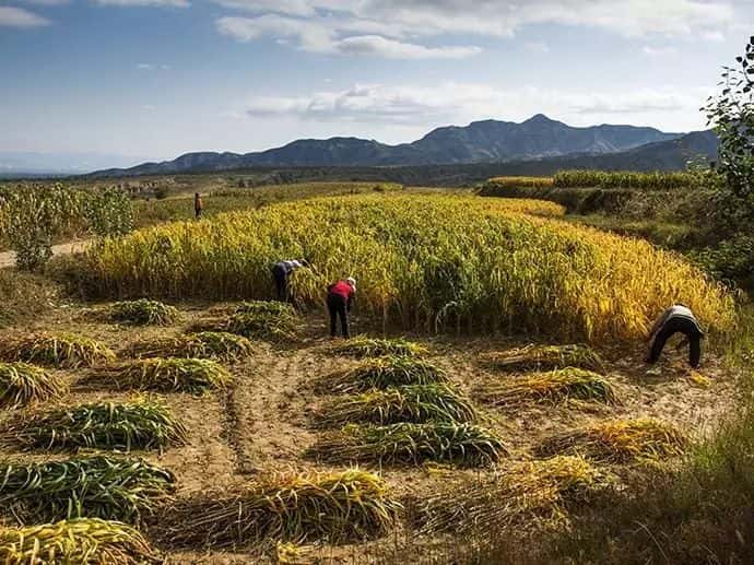 山區留守老人黃小米銷路難,緊急求援,讓我們一起轉發,給他們多一份希望.  第5張